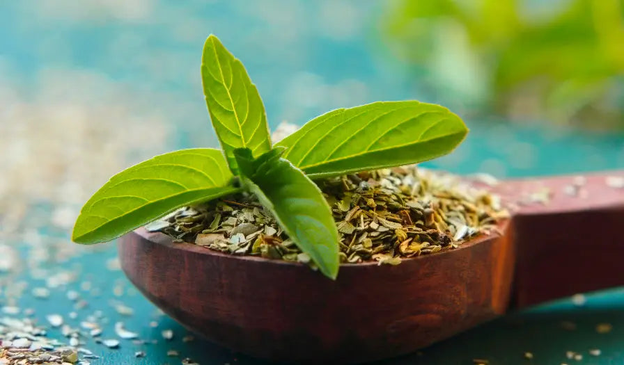 Fresh holy basil leaves