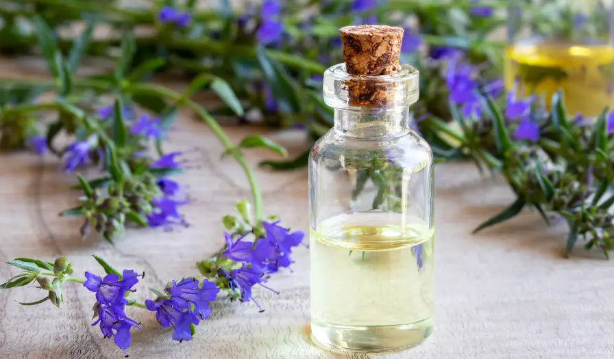 Fresh hyssop flowers and leaves