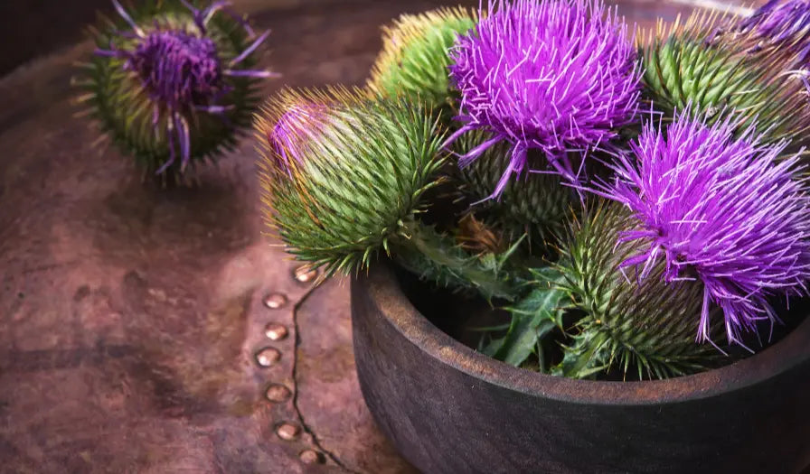 Milk thistle flowers and seeds